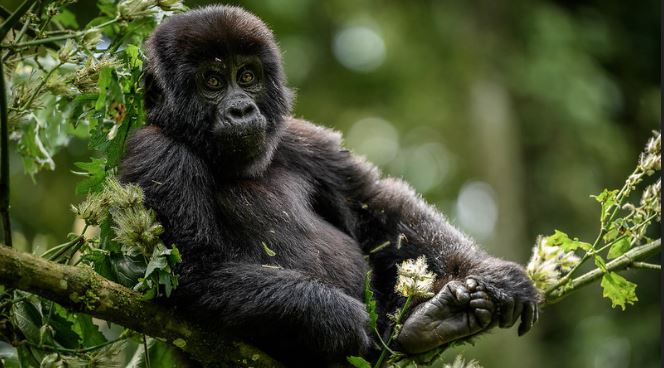 4 Days Uganda Double Gorilla Trekking Safari in Bwindi