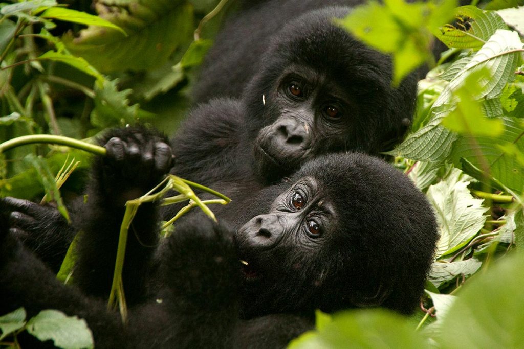 5 Days Bwindi Gorilla habituation and Queen Elizabeth wildlife safari