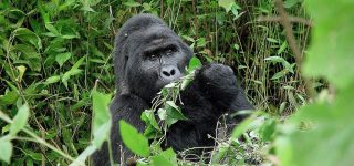5 Days Bwindi Gorilla trekking and Lake Mburo Wildlife Safari from Kigali 