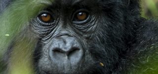 5 days Rwanda Congo Gorilla Trekking Safari