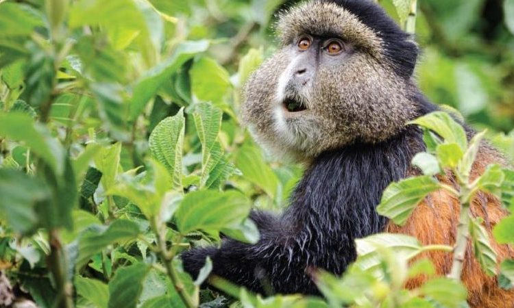 7 Days Rwanda Primates and Dian Fossey hiking safari 
