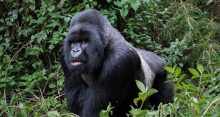 7 days Uganda Rwanda Primate and Wildlife safari