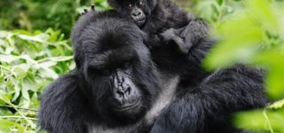 7 days Uganda, Rwanda, and Congo gorilla trekking safari