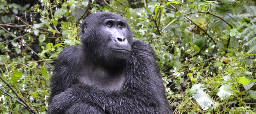 8 Days Rwanda Safari with primates, Wildlife & Bisoke hike