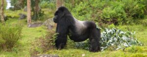 4 Days Gorilla Trekking Rwanda and Bisoke Hiking safari