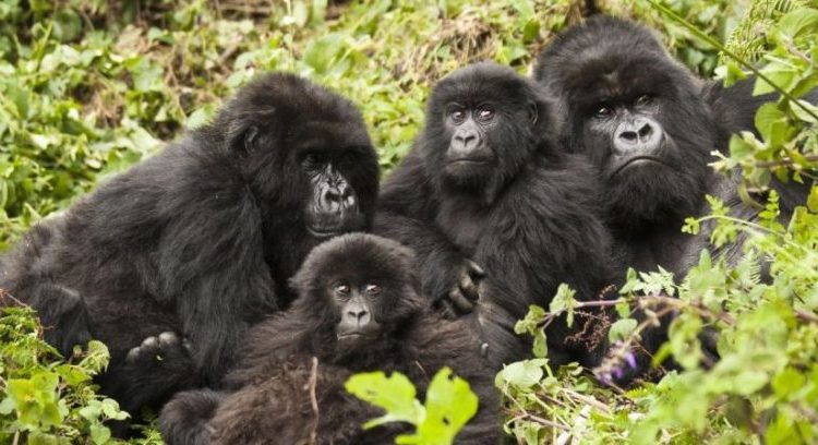 Rwanda gorilla trekking in Volcanoes national park