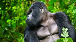 5 Days Virunga Gorilla Trekking and Akagera Wildlife safari