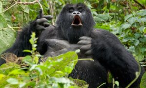 4 Days Rwanda Gorilla trekking and Mount Karisimbi hiking safari