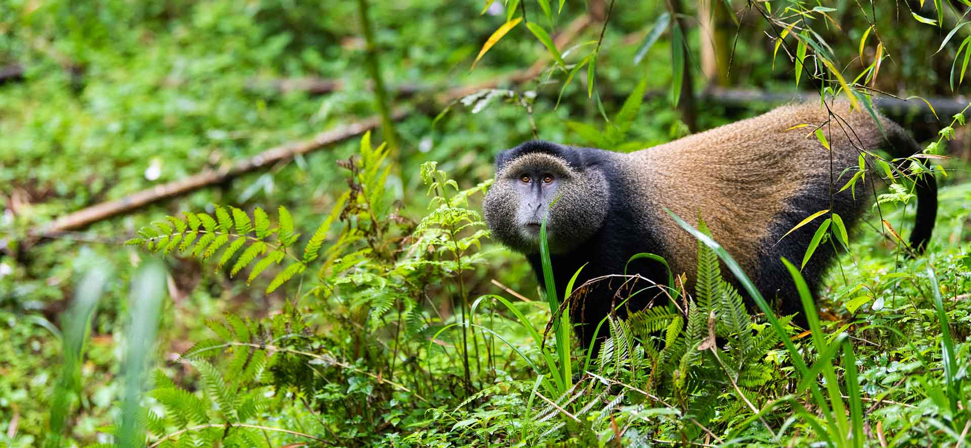 5 Days Congo Rwanda Primates Safari (Virunga Gorilla & Volcanoes Golden monkey trekking safari)