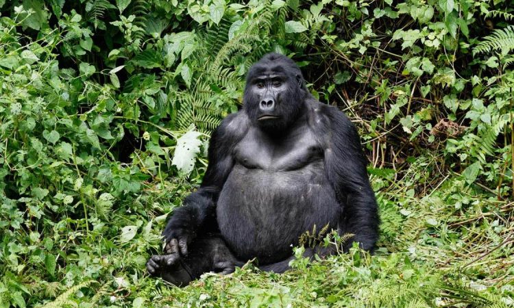 14 Days Uganda primates and wildlife safari