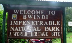 Entrance fees of Bwindi impenetrable national park 2021