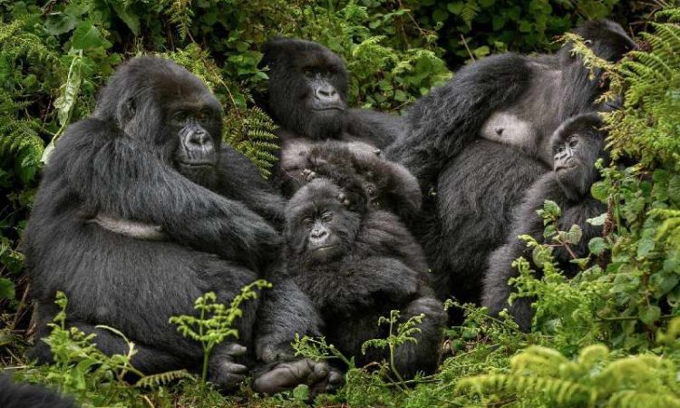 8 Days Uganda primates and wildlife Safari 