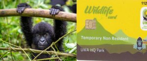 Discounted Uganda Gorilla Permits