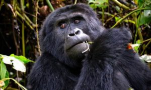 5 Day Best of Uganda Primates Safari