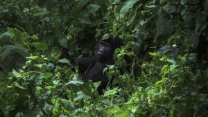 Ways to protect Mountain Gorillas