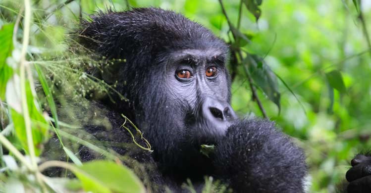 3 Days fly in Gorilla habituation experience