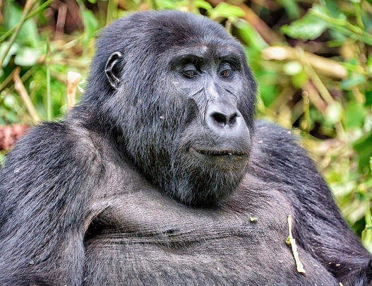 Where to see mountain gorillas in Africa