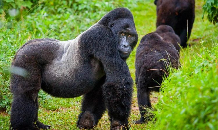 Rwanda Gorilla trekking safari 2022