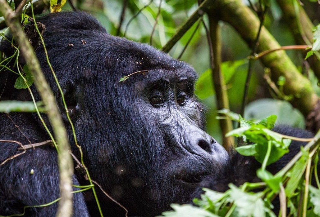 Best time to go gorilla trekking in Uganda and Rwanda