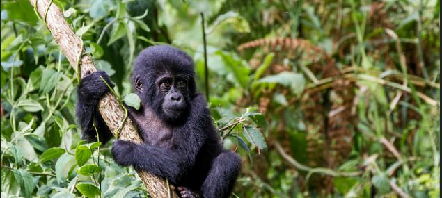 Gorilla families in Ruhija sector