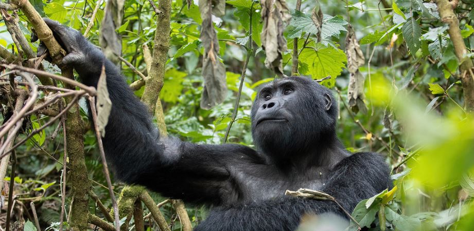 Gorilla families in Ruhija sector