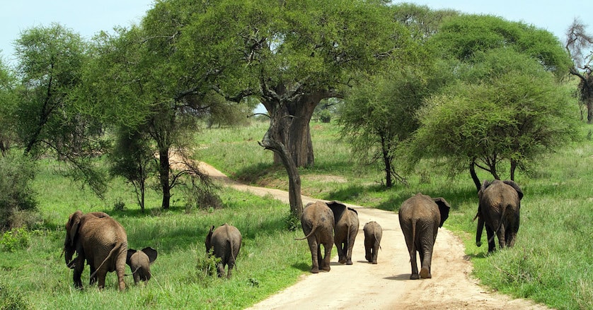 Game drives in Kidepo valley national park