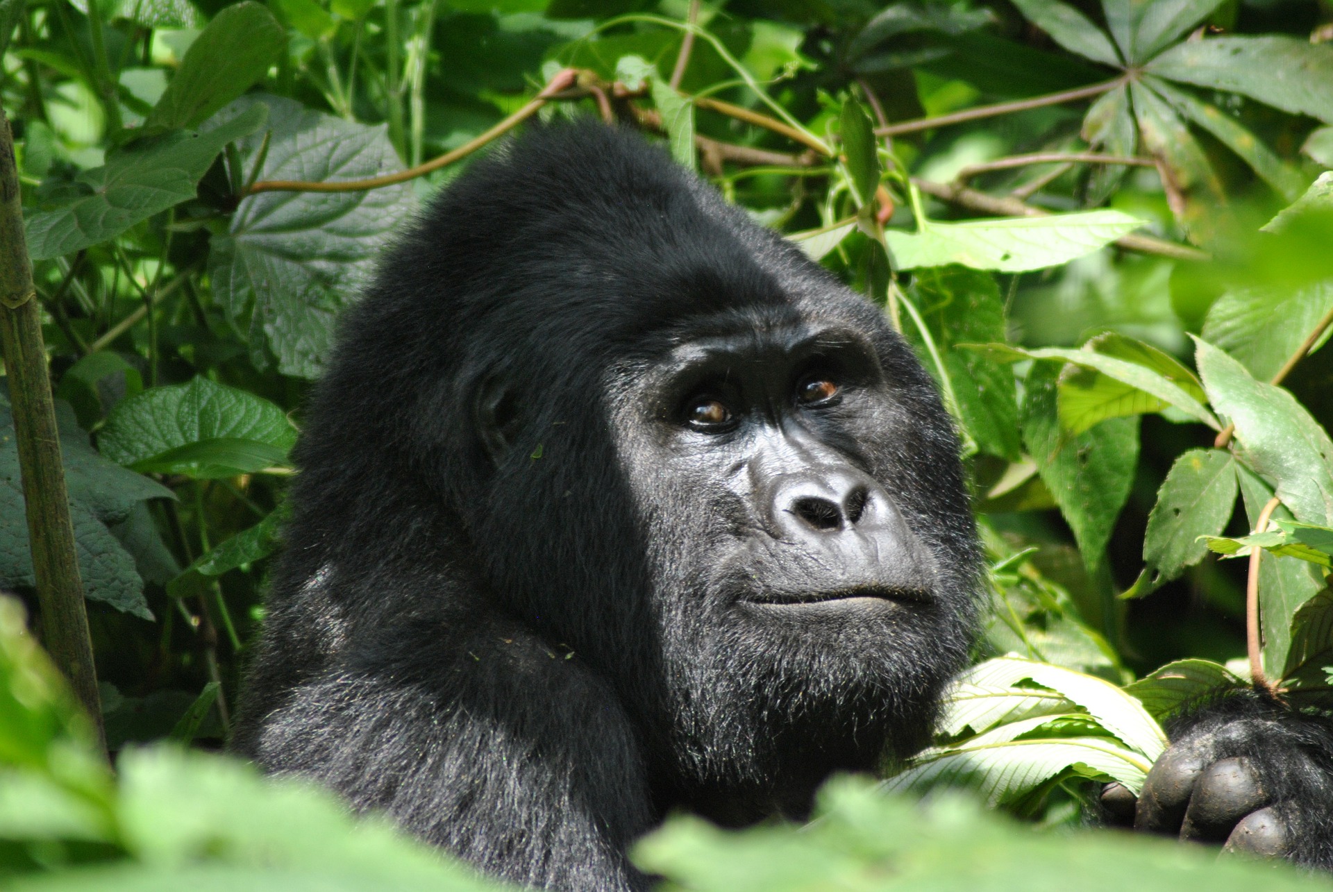 Things to consider when booking a solo gorilla trekking safari in Uganda
