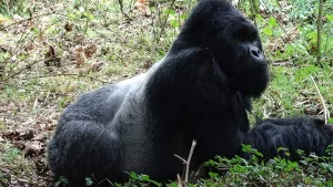 Guide to gorilla trekking in Rwanda 2023/2024