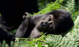 A Traveler’s Guide to Gorilla Trekking in Rushaga Sector