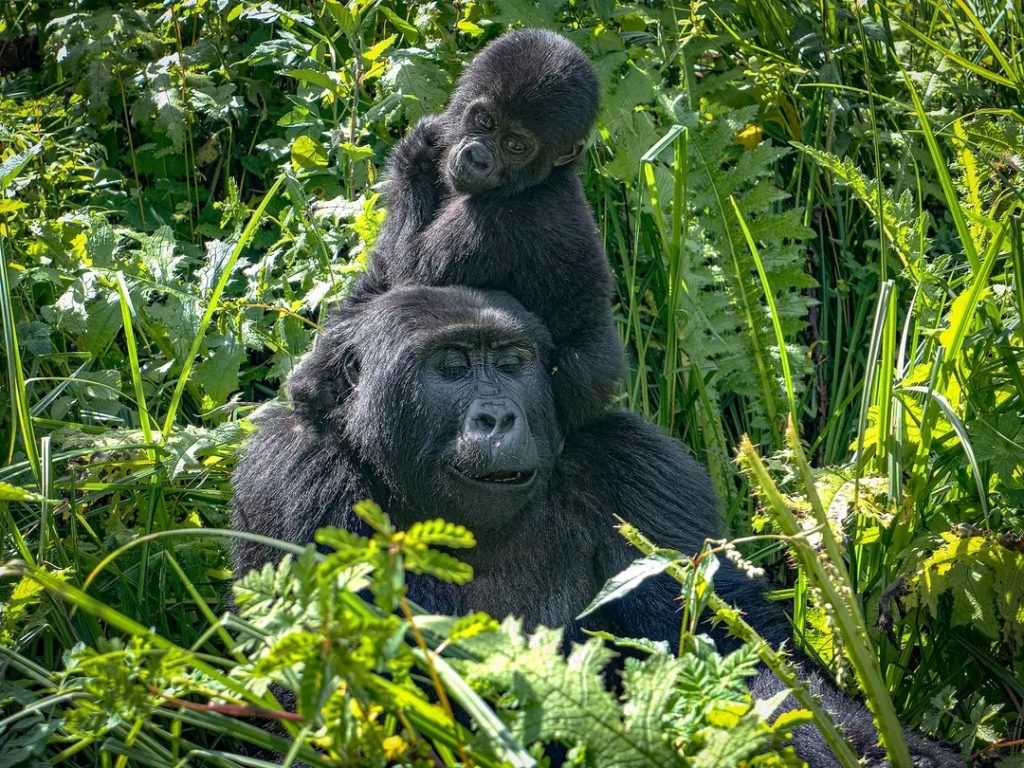 Gorilla trekking for pregnant women