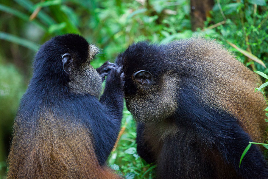 Frequently asked questions about golden monkey habituation experience